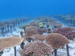 サンゴ畑に整然と並ぶサンゴたち、成長してます