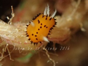 ヤグルマウミウシ