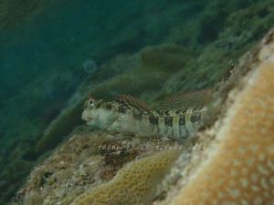 ハナカエルウオ