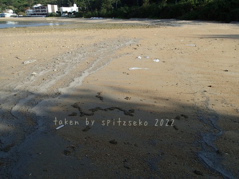 2022/4/5現在、沖縄恩納村マリブビーチ最西端の軽石状況
