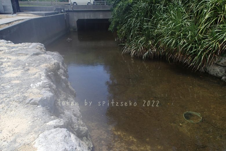 2022/4/25現在、沖縄恩納村マリブビーチ西端の川の軽石状況