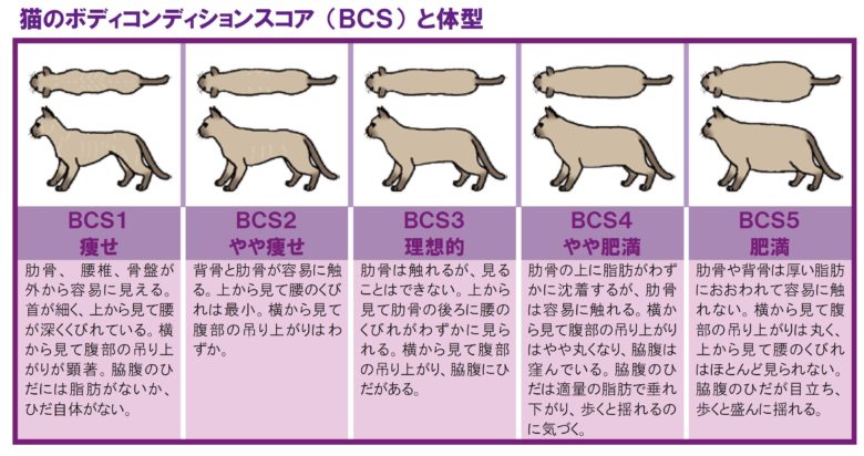 猫のBCS表