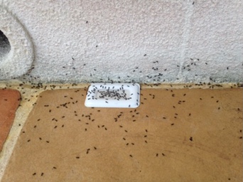 アリメツに集まる蟻