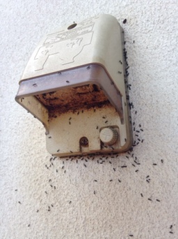 蟻が家屋内を目指してやってきます