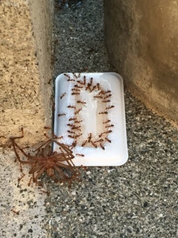 アリメツに集まる蟻